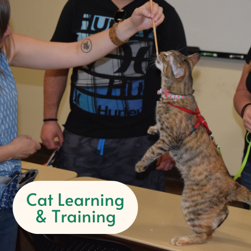 Cat Learning & Training 
