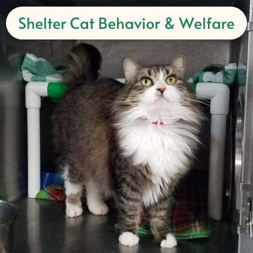 Shelter Cat Behavior & Welfare