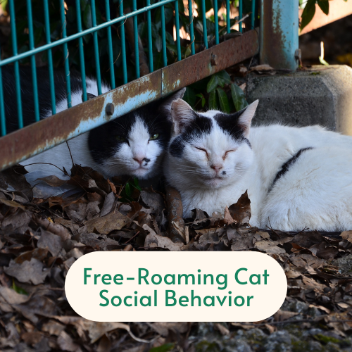 Free-Roaming Cat Social Behavior